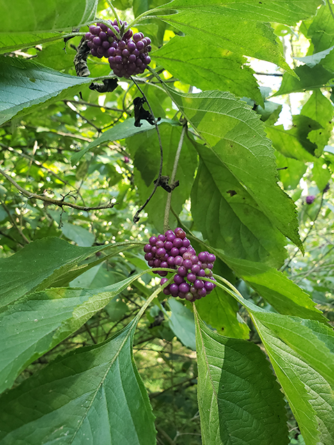 Callicarpa americana (American beautyberry ) #89978