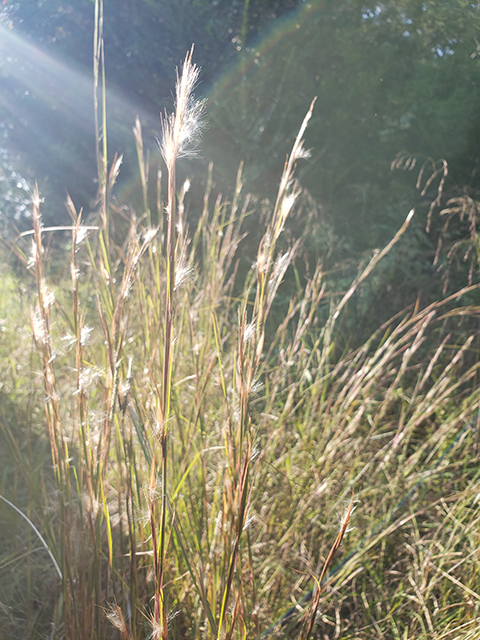 Andropogon virginicus (Broomsedge) #89983