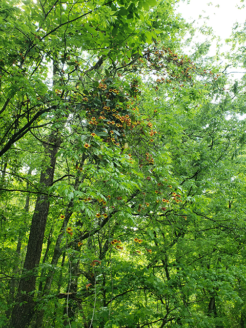 Bignonia capreolata (Crossvine) #90017