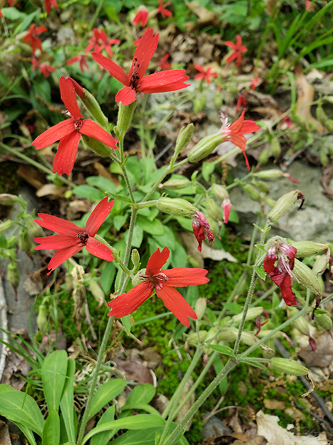 Silene virginica (Fire pink) #90020