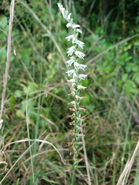 Spiranthes vernalis (Spring ladies'-tresses) #90034