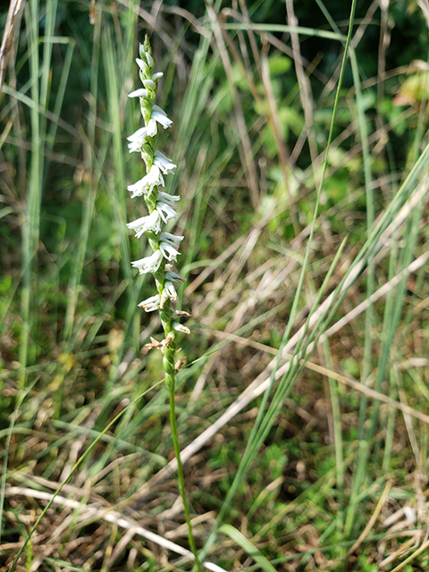 Spiranthes vernalis (Spring ladies'-tresses) #90036