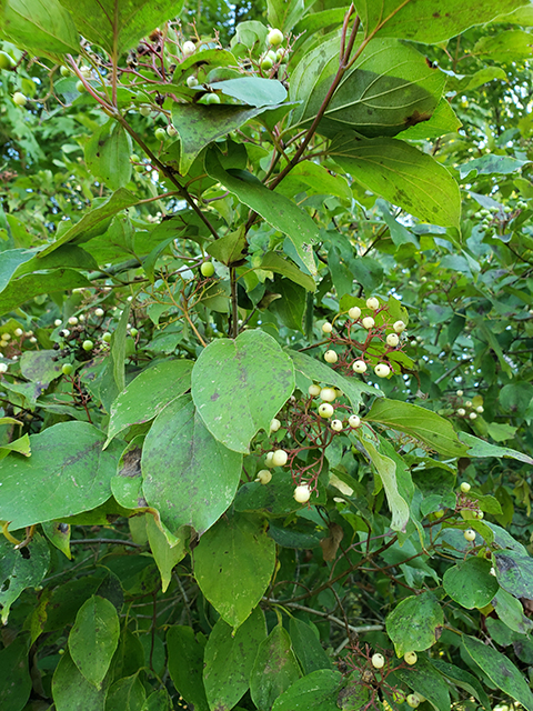 Cornus drummondii (Roughleaf dogwood) #90038