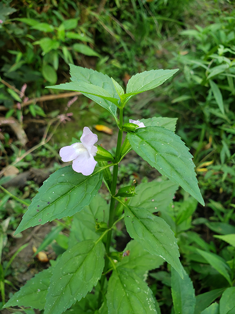 Mimulus alatus (Sharpwing monkeyflower) #90049