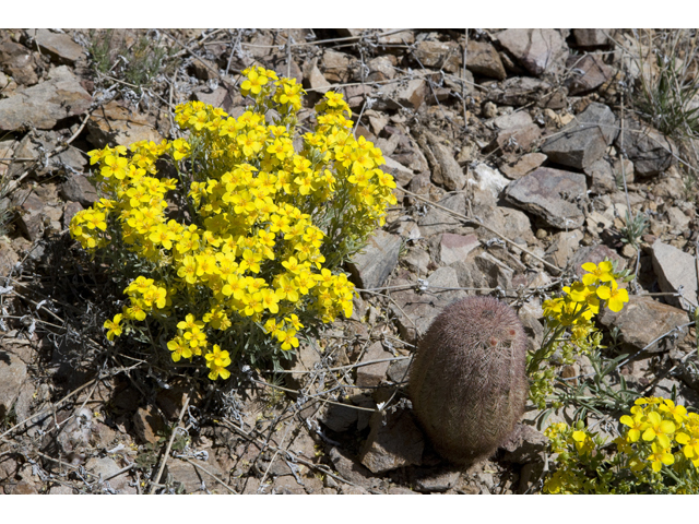 Lesquerella fendleri (Fendler's bladderpod) #47939