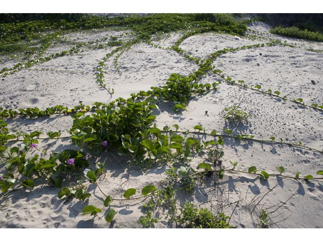 Ipomoea pes-caprae ssp. brasiliensis (Railroad vine) #47954