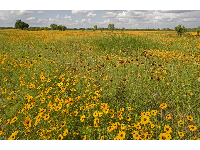 Coreopsis basalis (Goldenmane tickseed) #47986