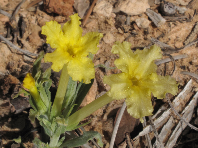 Lithospermum incisum (Fringed puccoon) #38548