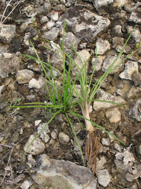 Isoetes butleri (Limestone quillwort) #38553