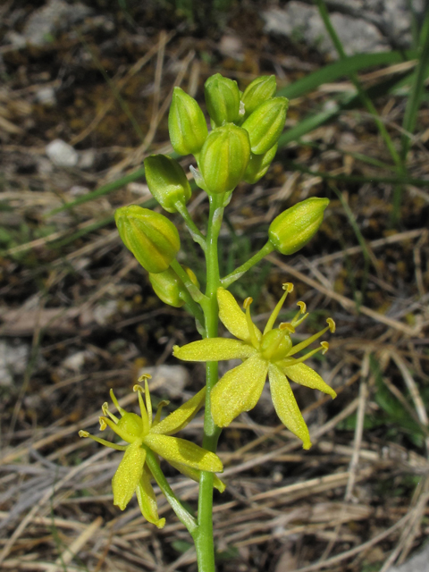 Schoenolirion croceum (Yellow sunnybell) #38557