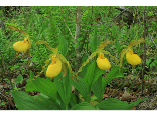 Cypripedium parviflorum var. pubescens (Greater yellow lady's slipper) #38559