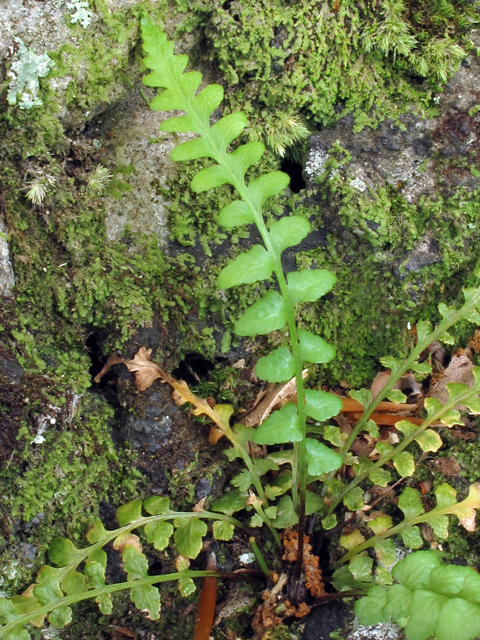 Asplenium kentuckiense (Kentucky spleenwort) #38659