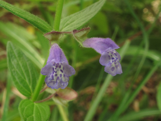 Scutellaria parvula var. missouriensis (Leonard's skullcap) #38683