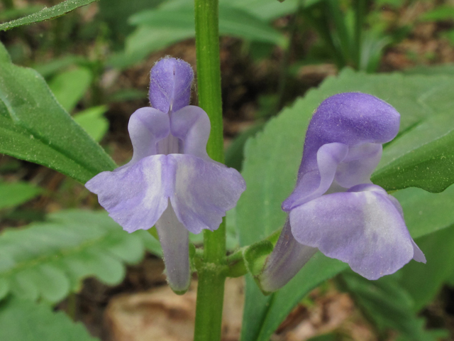 Scutellaria serrata (Showy skullcap) #38686