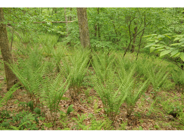 Osmunda cinnamomea (Cinnamon fern) #38690