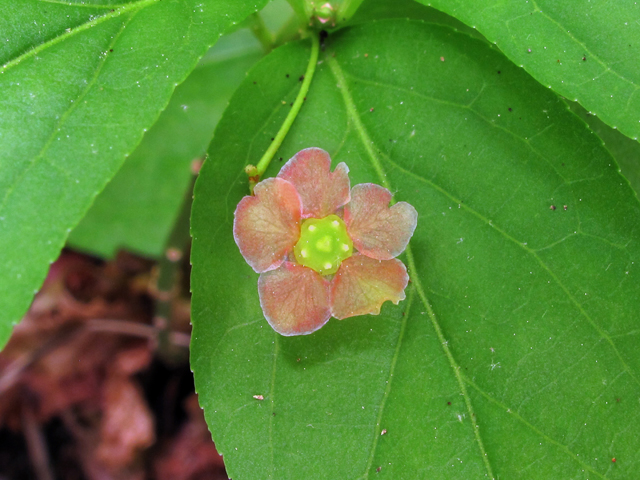 Euonymus obovatus (Running strawberry bush) #38691