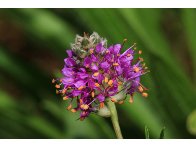 Dalea gattingeri (Purpletassels) #39240