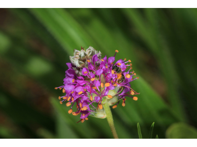 Dalea gattingeri (Purpletassels) #39241