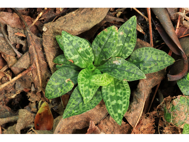 Goodyera repens (Lesser rattlesnake plantain) #39261