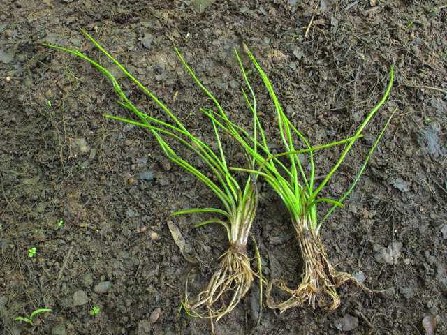 Isoetes engelmannii (Engelmann's quillwort) #39271