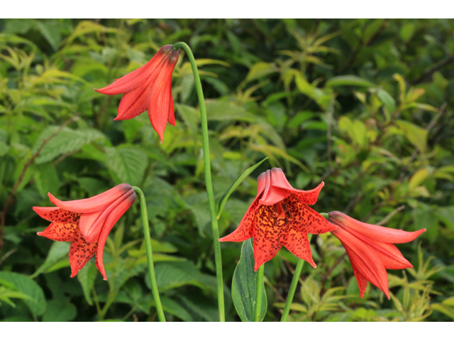 Lilium grayi (Gray's lily) #39277