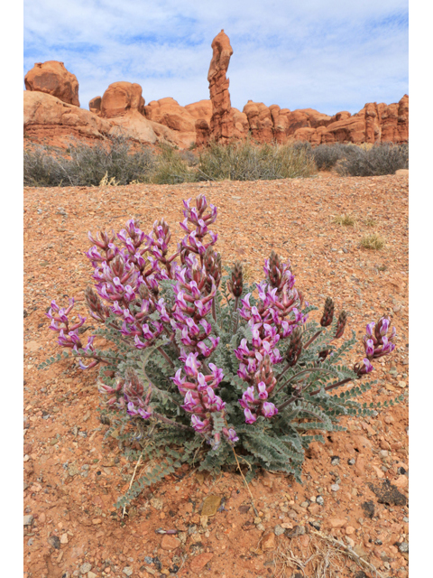 Astragalus mollissimus (Woolly locoweed) #39318