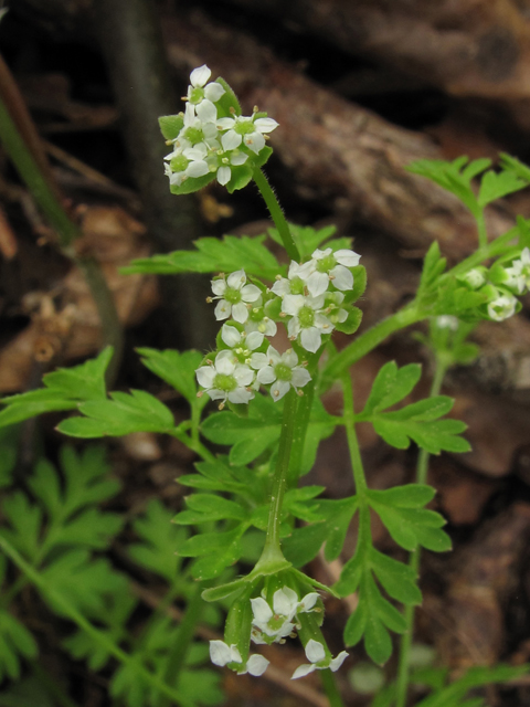 Chaerophyllum procumbens (Spreading chervil) #39327