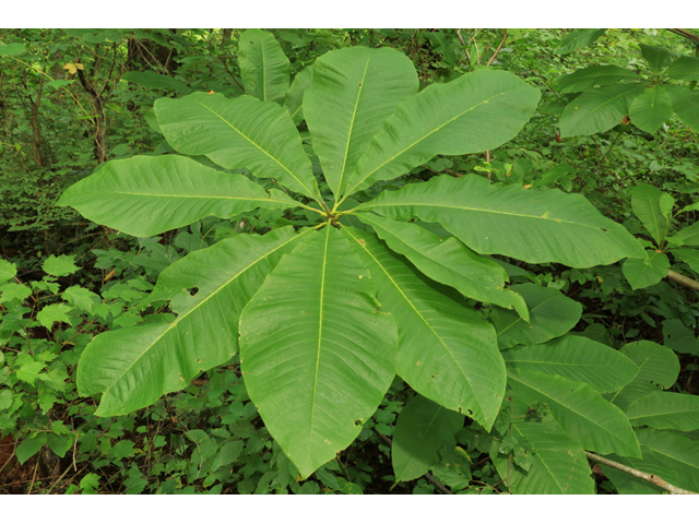 Magnolia tripetala (Umbrella tree) #39343