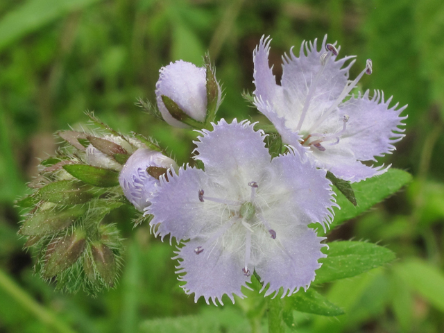 Phacelia purshii (Miami mist) #39365