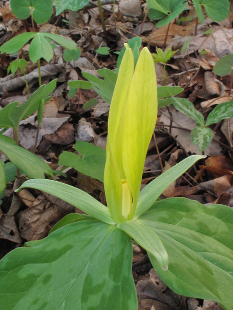 Trillium luteum (Yellow wakerobin) #39394