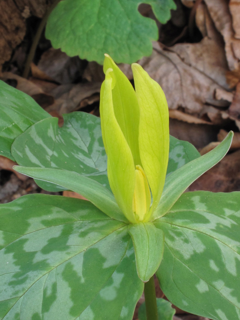 Trillium luteum (Yellow wakerobin) #39397