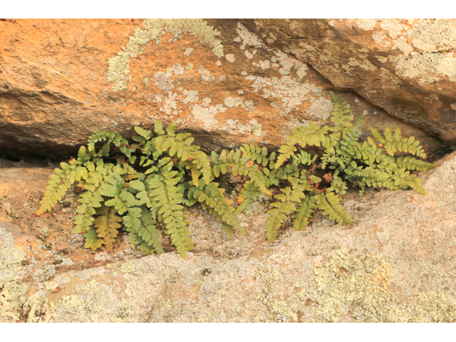 Asplenium bradleyi (Bradley's spleenwort) #39423