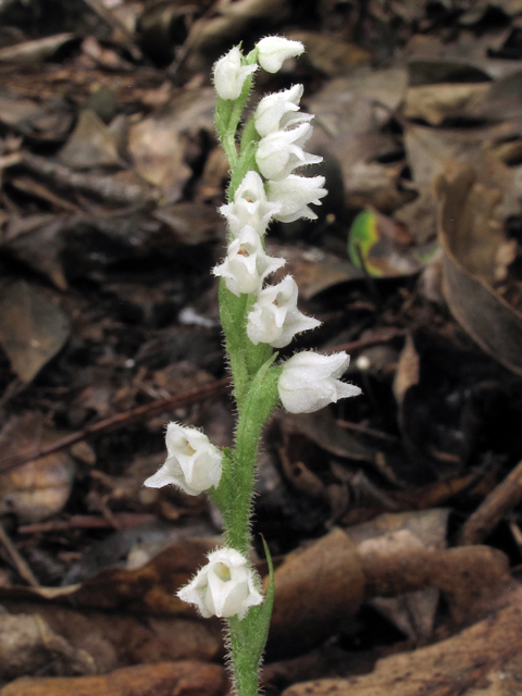 Goodyera repens (Lesser rattlesnake plantain) #39454