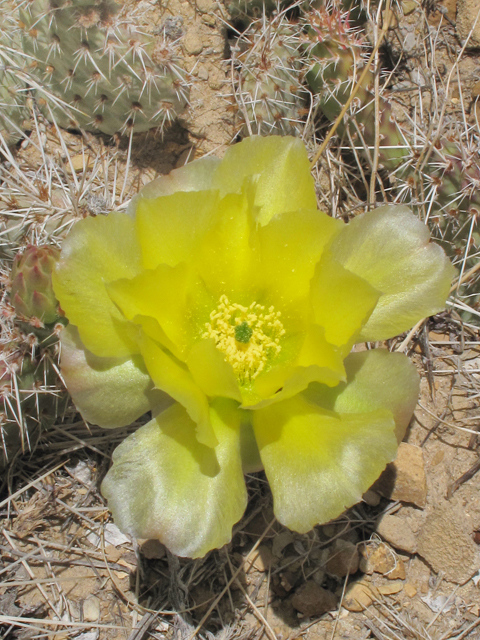 Opuntia polyacantha (Plains prickly pear) #39477