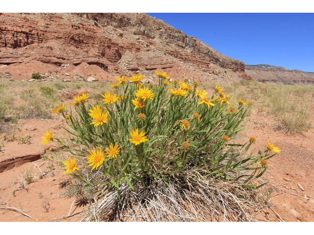 Scabrethia scabra (Badlands mule-ears) #39504