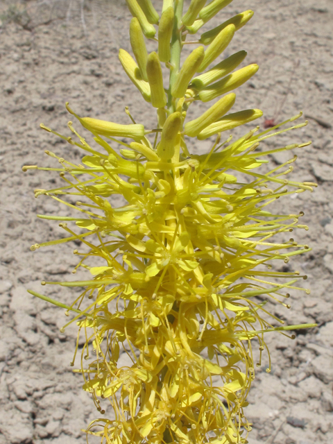 Stanleya pinnata (Desert princes' plume) #39521