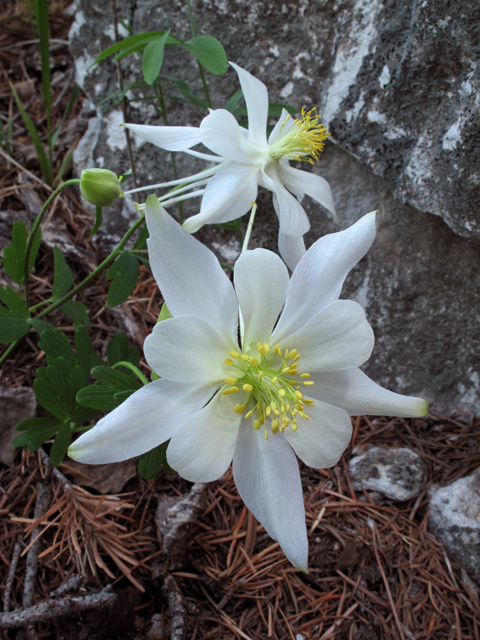 Aquilegia coerulea var. ochroleuca (White colorado columbine) #40158