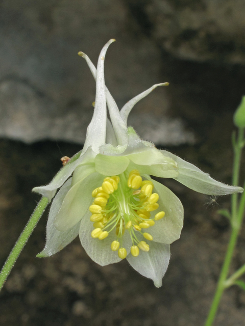 Aquilegia micrantha (Mancos columbine) #40159