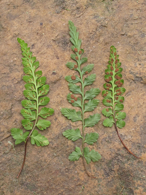 Asplenium gravesii (Graves spleenwort) #40168