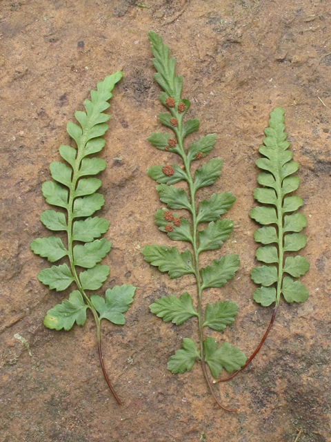 Asplenium gravesii (Graves spleenwort) #40170