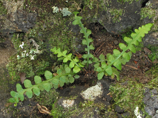 Asplenium kentuckiense (Kentucky spleenwort) #40171