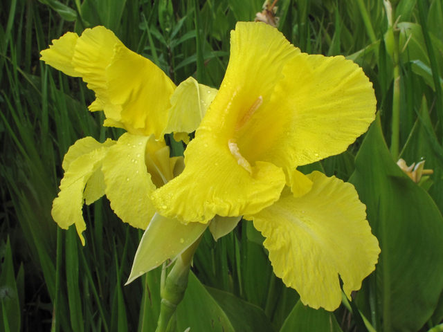 Canna flaccida (Bandanna of the everglades) #40179