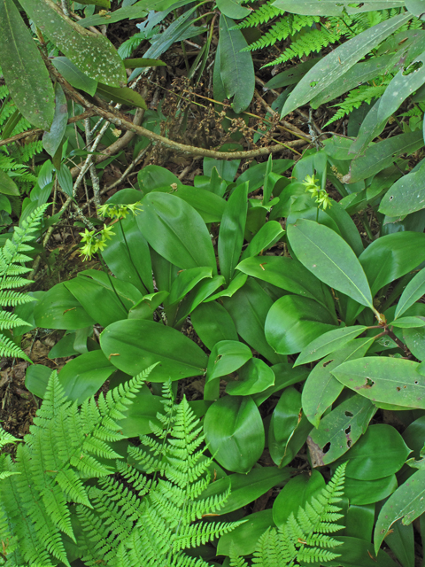 Clintonia borealis (Bluebead) #40188