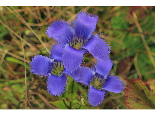 Gentianopsis crinita (Greater fringed gentian) #40228