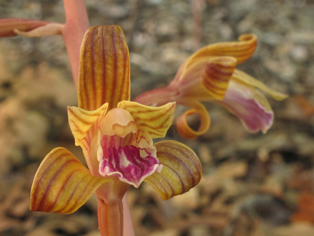 Hexalectris spicata (Spiked crested coralroot) #40234