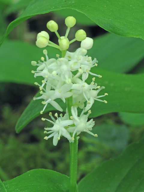 Maianthemum canadense (Canada mayflower) #40283