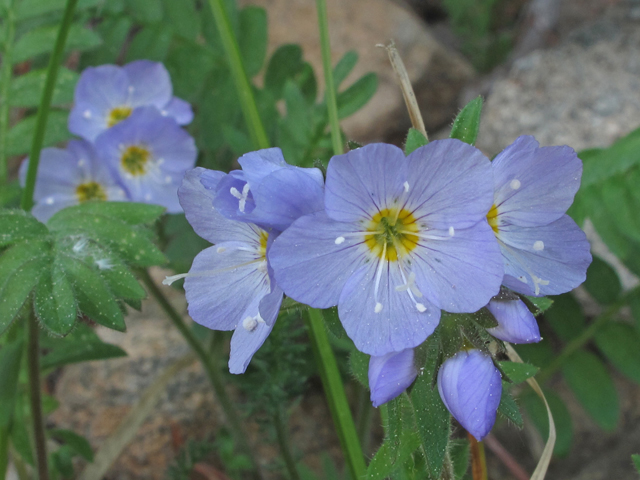 Polemonium pulcherrimum ssp. delicatum (Jacob's-ladder) #40321