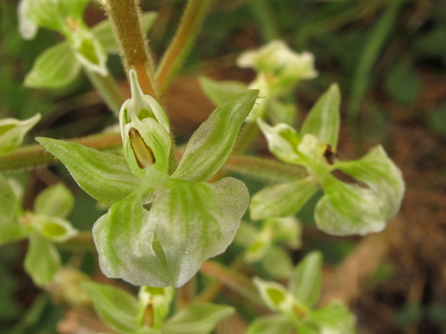 Ponthieva racemosa (Hairy shadow witch) #40325