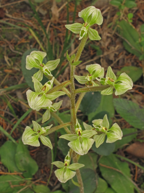 Ponthieva racemosa (Hairy shadow witch) #40330