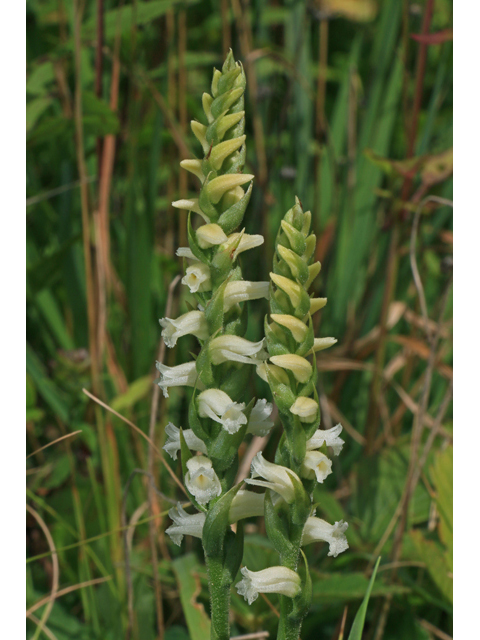 Spiranthes ochroleuca (Yellow nodding ladies'-tresses) #40378